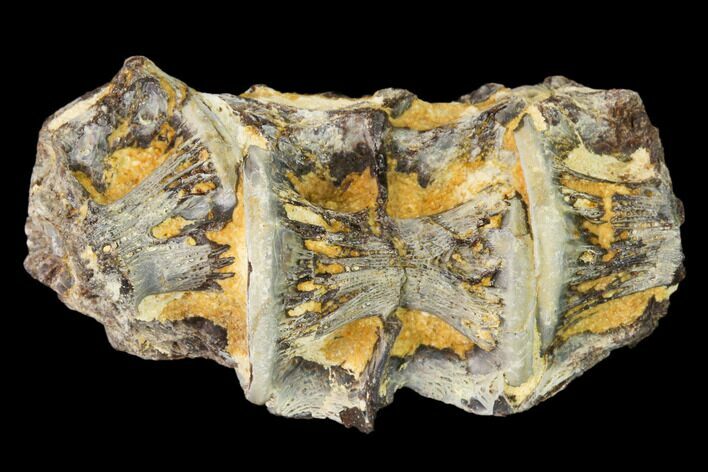 Fossil Fish (Ichthyodectes) Vertebrae - Kansas #136471